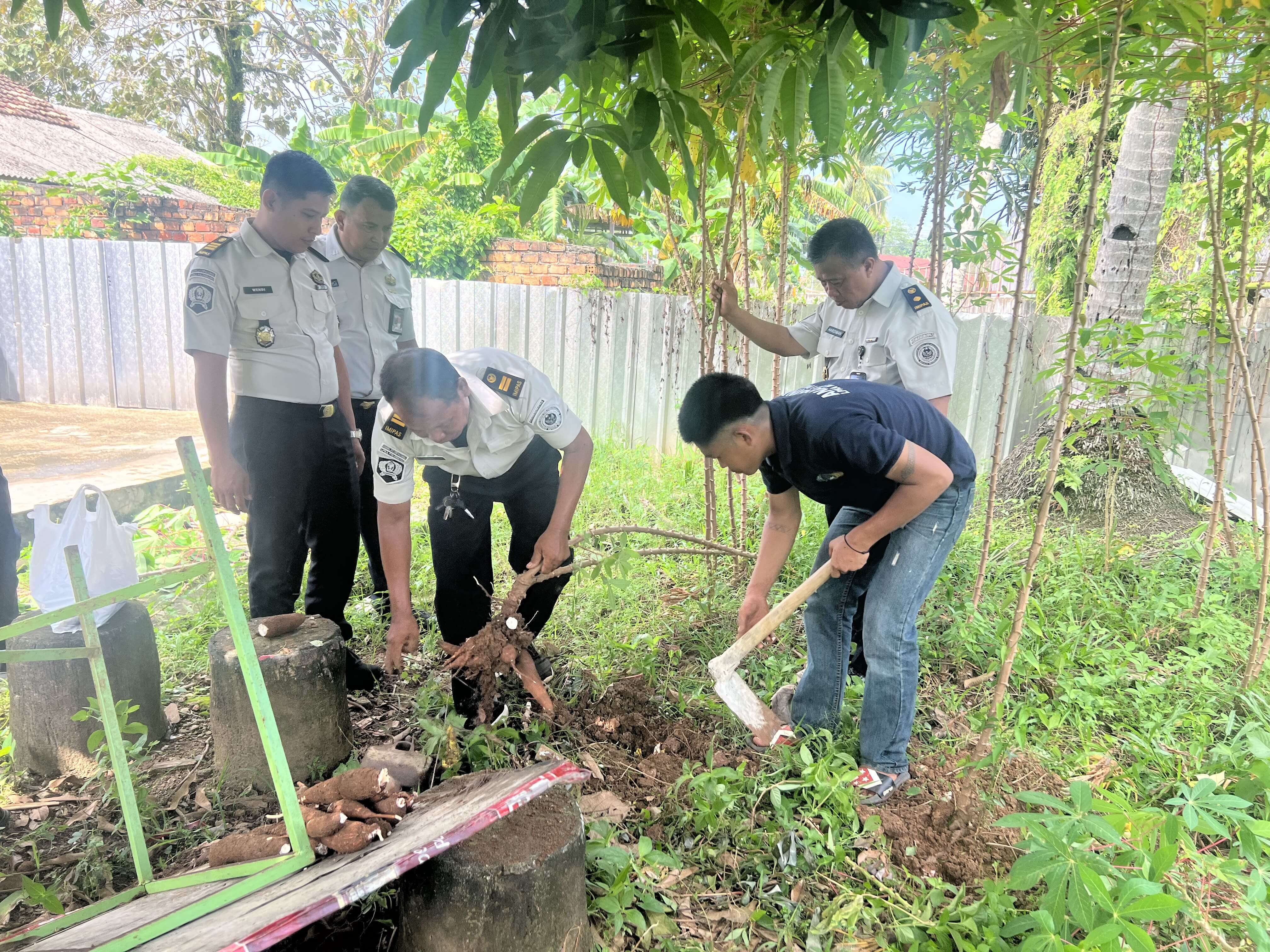 Menjelang Libur, LPKA Palembang Panen Raya Umbi-umbian dan Sayuran